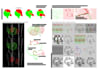 create optimization or simulation in grasshopper