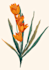 botanical illustration commercial use