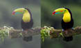 do animal wildlife photography retouching professionally
