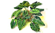 draw your flowers fruits vegetable and botanical plants