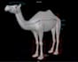 rig 3d quadruped character for maya, unity, unreal