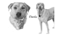 draw realistic pencil sketch drawing pet portrait from a photo