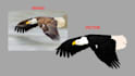 professional image to vector conversion