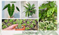 write plant articles, blogs and gardening care tips