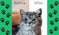 draw cartoon pet portraits, dogs, cats cartoon pet portraits