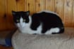 write cat articles and blog posts in chinese