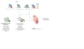 support for any forcepoint dlp and mcafee related projects