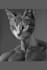 make your pet as giga chad