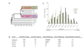 construct phylogenetic tree and visualization through mega  and itol