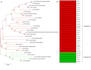 conduct phylogenetic analysis using mega software