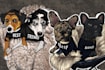 make a cartoon of your pet