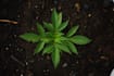 write articles on cbd, marijuana, hemp and vape mods