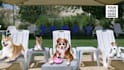 make funny dog promo video with your logo and text