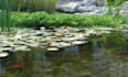 write top notching content about fish, aquariums, and ponds