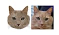 do embroidery digitizing in  pxf dst pes vp3  emb jef