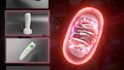provide pro 3d medical product and procedures animation