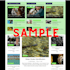 create engaging SEO blog articles for your website with images