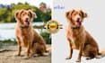 do background removal or cut out images in photoshop