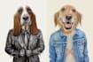 draw your pet in jacket