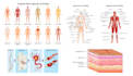 draw human anatomy illustrations