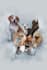make custom pet portraits