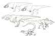 design and illustrate your creature