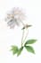 do botanical illustration in my style