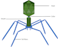 create scientific illustrations diagrams graphical abstracts