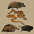 draw detail animal illustration