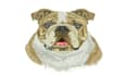 do embroidery digitizing your dog logo design in 1 hour