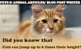 write well researched SEO animal, dog and pet content