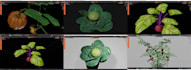 make realistic 3d plants with pbr textures