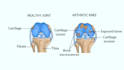 create personalized high quality medical illustrations