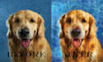 paint your pet photo into a digital oil painting