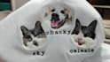 digitize your image into embroidery file