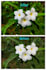 do 40 pieces colourful professional photo editing you will satisfied