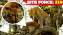design amazing clickbait animal thumbnail