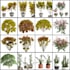 create 3d plants in speedtree