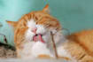 create cat meditation music video for youtube channel