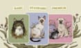 draw a cute pet, cat, dog portrait in my art style