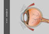 make medical illustrations and anatomy diagrams
