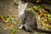 help you communicate with and find your lost or missing pet