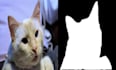 do custom object detection, segmentation and classification
