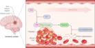 design medical, scientific figure, graphical abstract