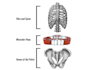 do high quality medical illustrations