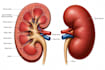 do high quality medical illustrations