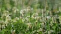 create meditation videos with nature sound and soft music