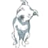 draw any dog breed