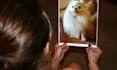 give a detailed pet psychic reading  alive or deceased
