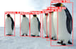 do yolo based object detection, tracking and counting